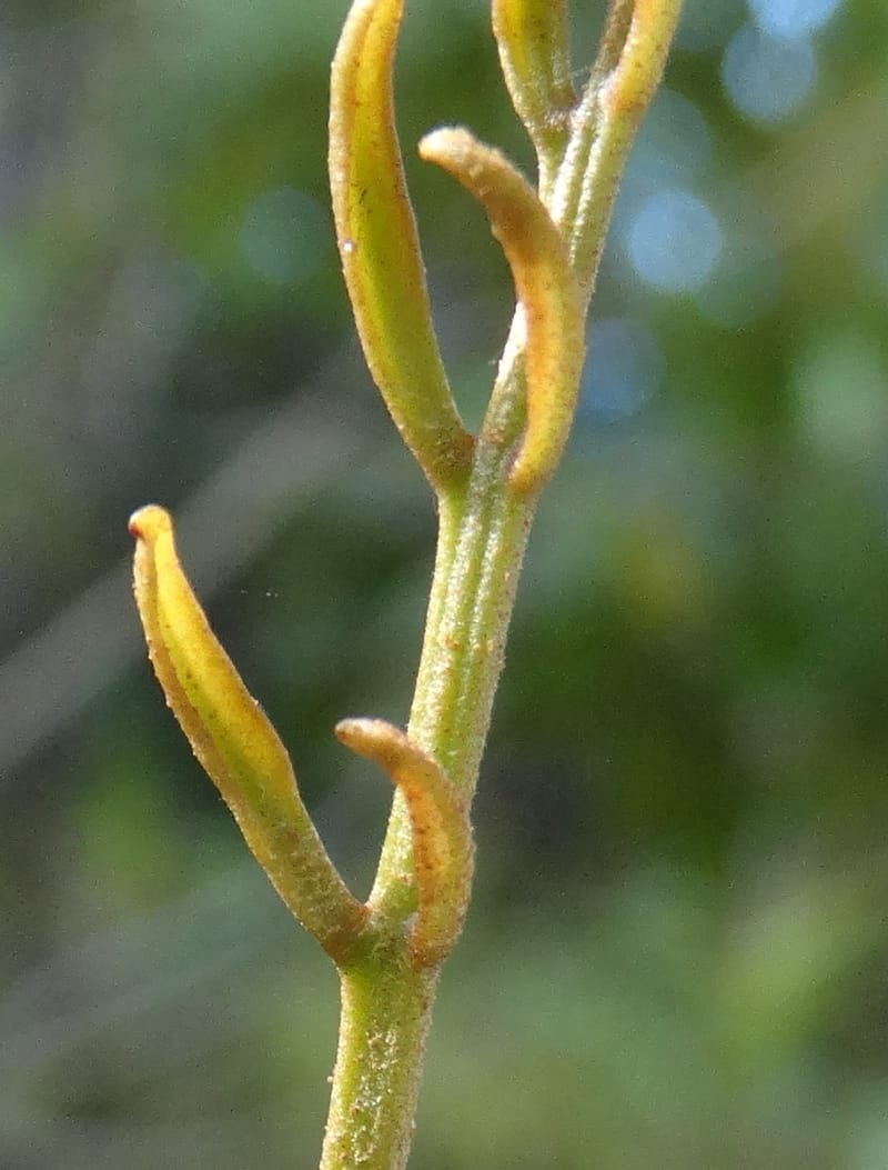Arytera brackenridgei, Lowry, P 7334--Fiji. Vesidrua Vill. 5 Nov 2015. DSC09139 (19).JPG