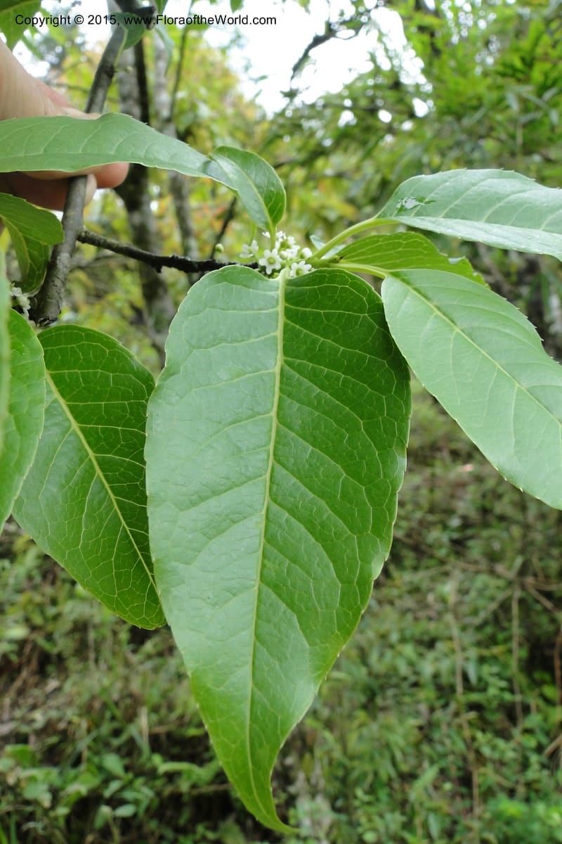 Ilex, Regalado 1770--Viet Nam. Ban Khoang Commune. 4 May 2011. 038 (11).jpg