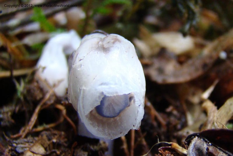 Monotropa uniflora, Regalado 1652--Viet Nam. Lao Cai Prov. Sa Pa Distr. Hoang Lien Son. 6 Apr 09. 347 (15).jpg