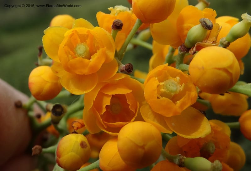 Berberis jamesonii, Ulloa, C 2504--Ecuador. Antesana. Lga. Sta. Lucia. 24 Apr 2015. DSC02778 (152).JPG