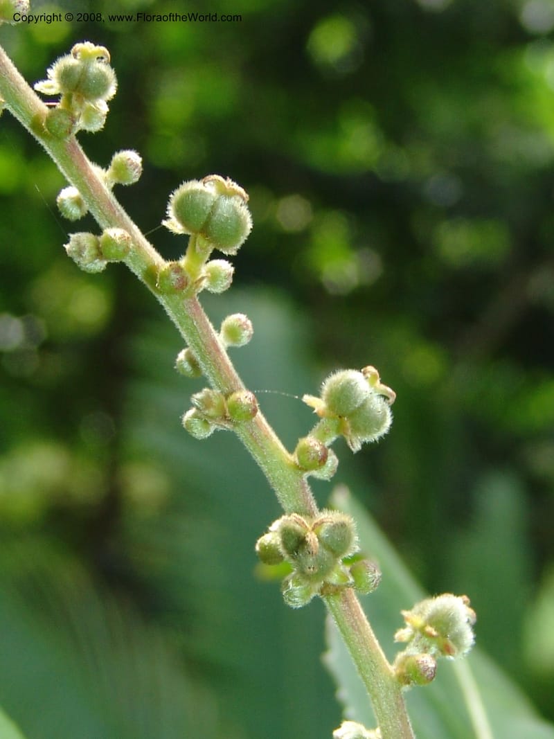 Argomuellera macrophylla--So. Africa. Lowveld Nat. Bot. Gard. 14 Mch 05. 415.jpg