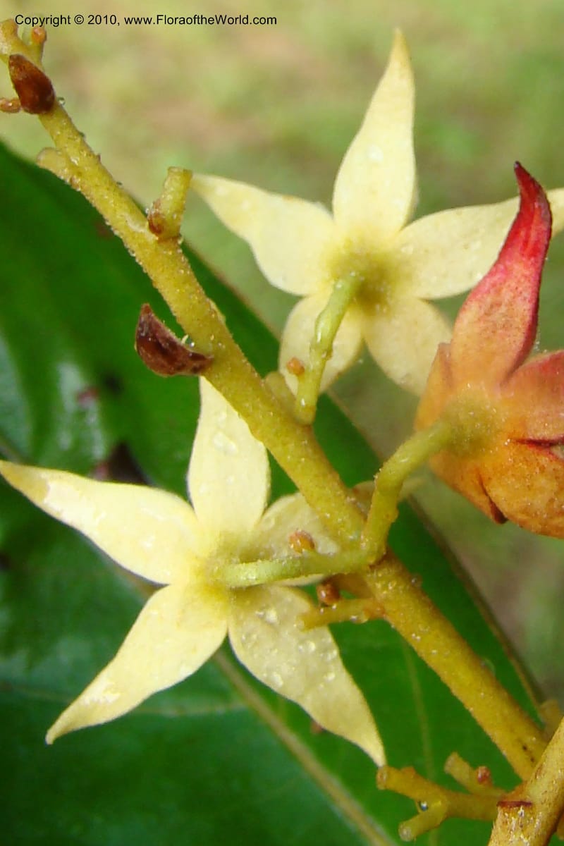Sterculia villifera, Mori, 27339--French Guiana. Les Nouragues Station. 27 Oct 09. 055.jpg