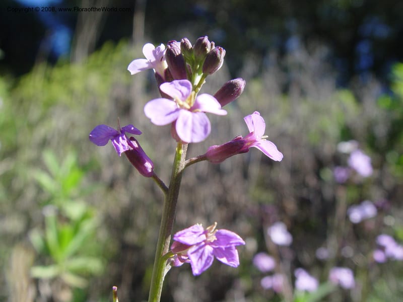 Erysimum scoparium, 85.984--CA. UC Berkeley Bot. Gard. 9 Feb 04. 062.jpg
