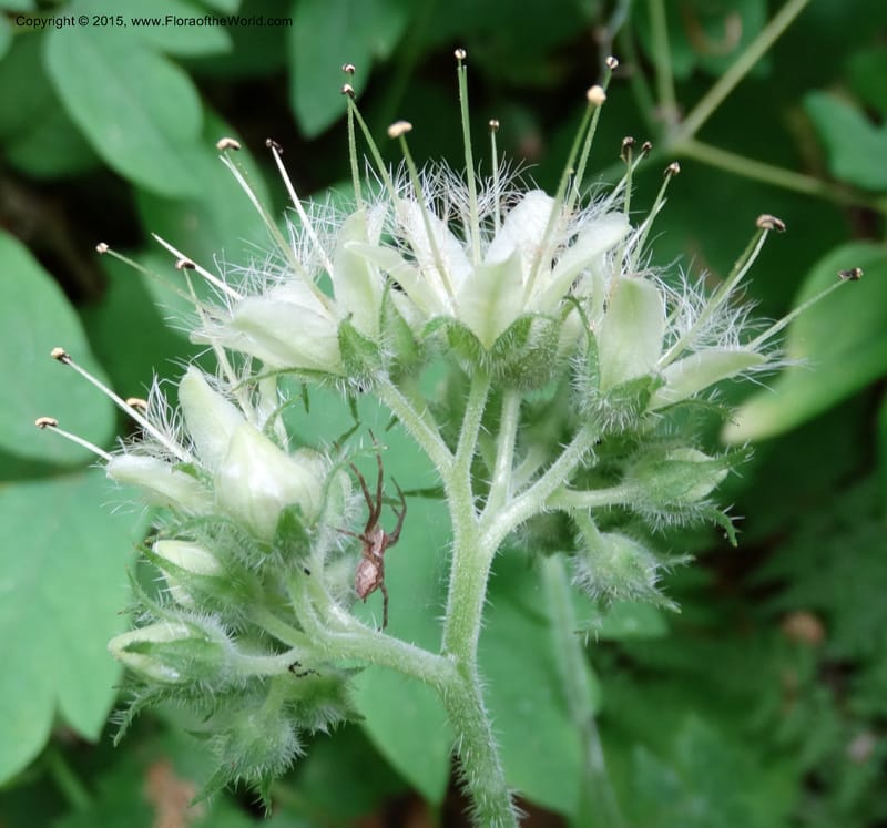 Hydrophyllum macrophyllum, Davidson, C 13025--North Carolina. Haywood Co. Pigeon R. 16 May 2015. DSC05923 (100).JPG