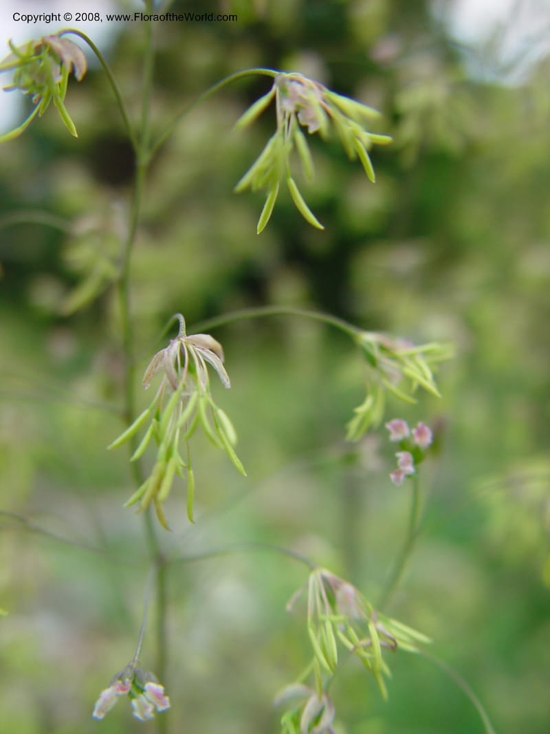 Thalictrum minus ssp. minus--France. Paris. Jardin des Plantes. 30 May 03. 096.jpg