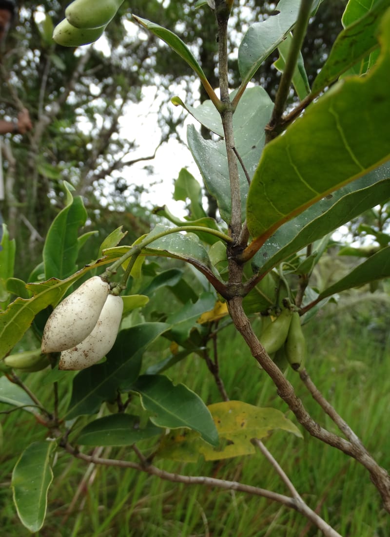 Neuburgia, Lowry, P 7330--Fiji. Delaikoro Mtn. 3 Nov 2015. DSC08393 (407).JPG