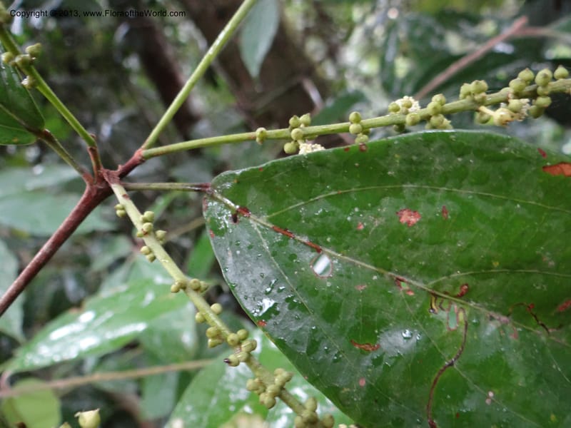 Tetracera nordtiana, Gray, B 9632--Australia. Queensland. Misty Mtn. Rd. 12 Nov 2013. DSC08108 (36).JPG
