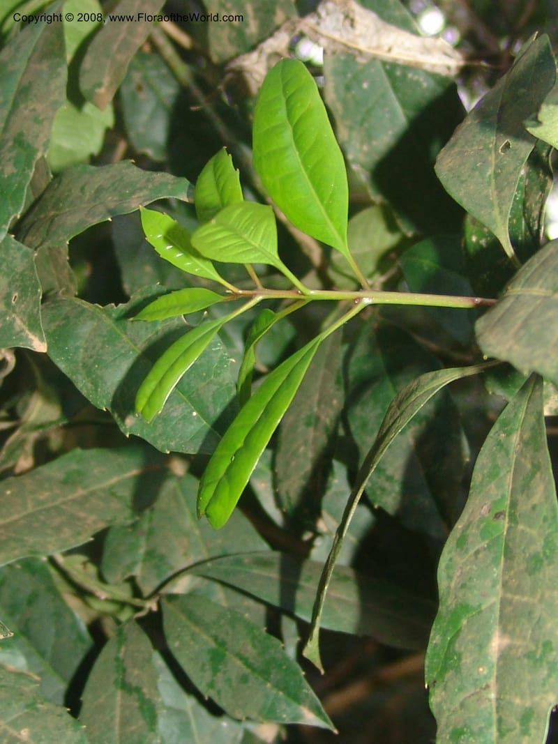 Xymalos monospora--So.Africa. Mpumal. Moodie Mts.  18 Mch 05. 344.jpg