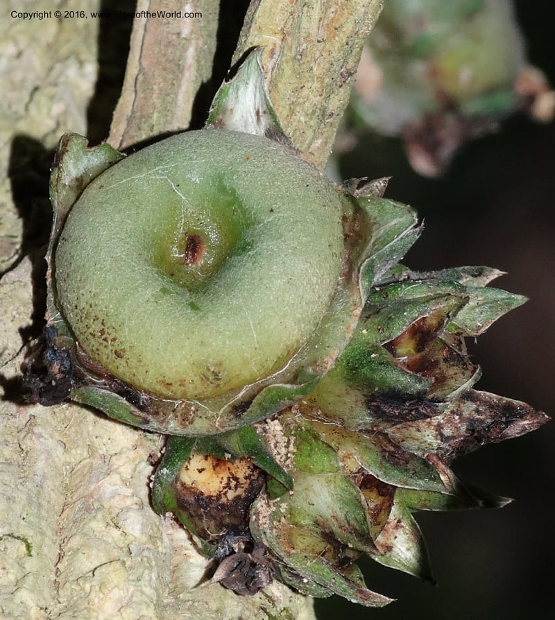 Praravinia creaghii, Davidson, C 12669--Sabah. Danum Valley. 4 Oct 2014. DSC01741 (49).JPG