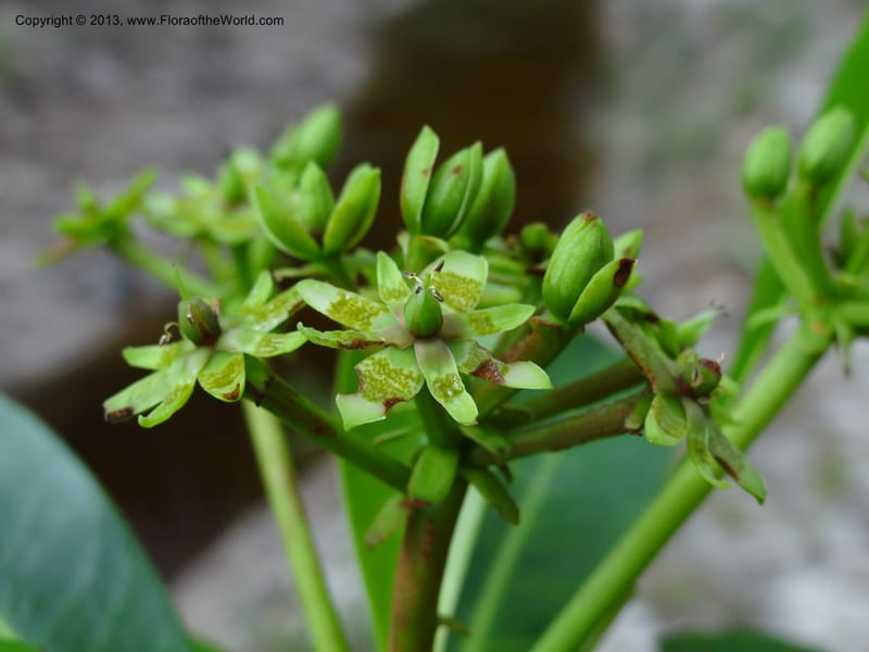Tetramerista glabra, SAN.153201--Sabah. Klias Forest Reserve. 3 Apr 2012. DSC06489 (117).JPG