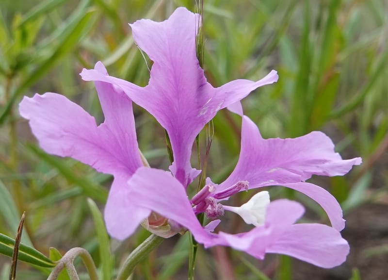 Clarkia pulchella, C. Davidson 13768--Oregon. Wallowa Co. Upper Camp Creek Canyon. 4 Jun 2018. DSC04733 (50).JPG
