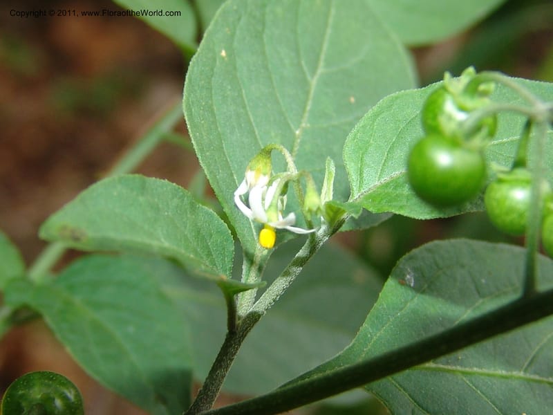 Solanum americanum, AraujoM2925--Bolivia. F. Tamayo. Rio Machariapu. 17 Sep 06. 429 (4).jpg