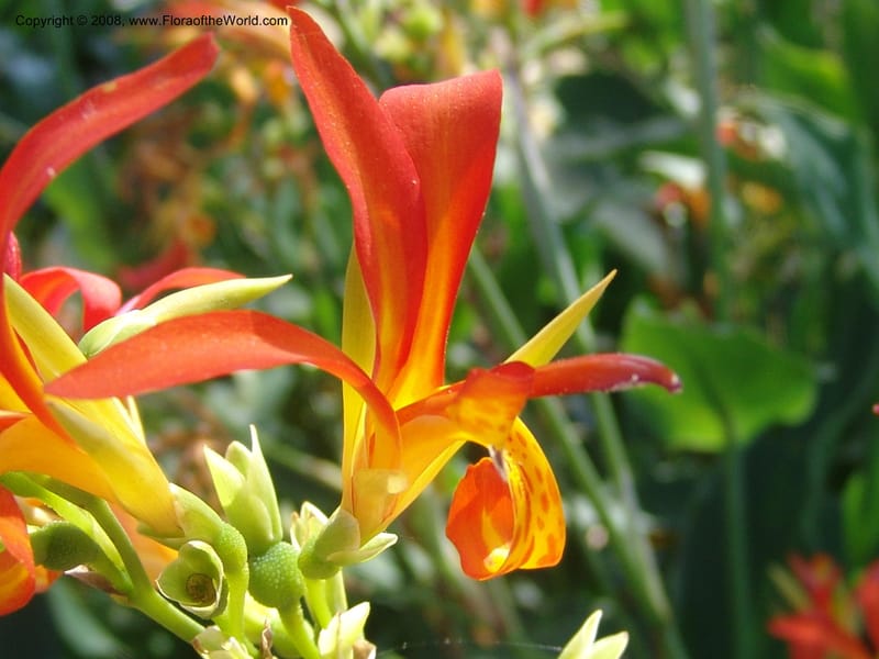 Canna patens--CA. Quail Botanical Garden. 9 Apr 05. 182.jpg