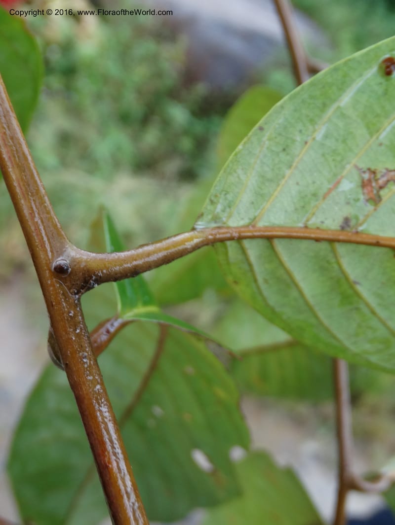Lepisanthes, Buerki, S 368--Sabah. Sg. Mokodou. 12 Oct 2014. DSC04629 (40).JPG