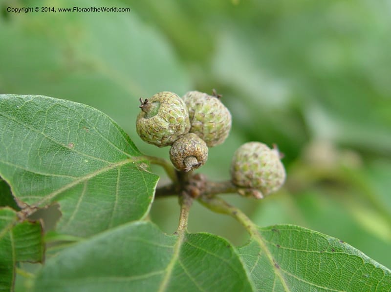 Quercus--Japan. Kyoto. Foresta Hills. CD15 Jul 03. 002 (2).jpg