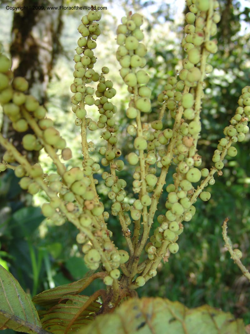 Clethra, Croat94765--Ecuador. Prov. Carchi. El Chical, twd El Carmen. 17 Feb 05.  035.jpg