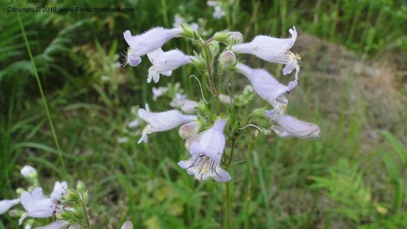 Penstemon laevigatus, Mori 27407--North Carolina. Pender Co. Hwy 117. Burgaw. 21 May 2010. 180 (35).jpg