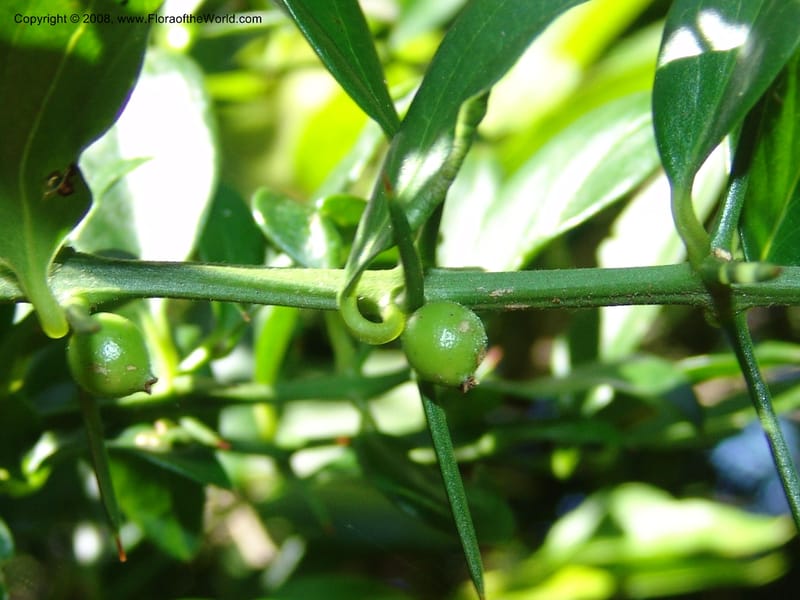 Azima tetracantha--So.Africa. E. Cape. Maitland Nat.Res. 5 Mch 05. 016.jpg