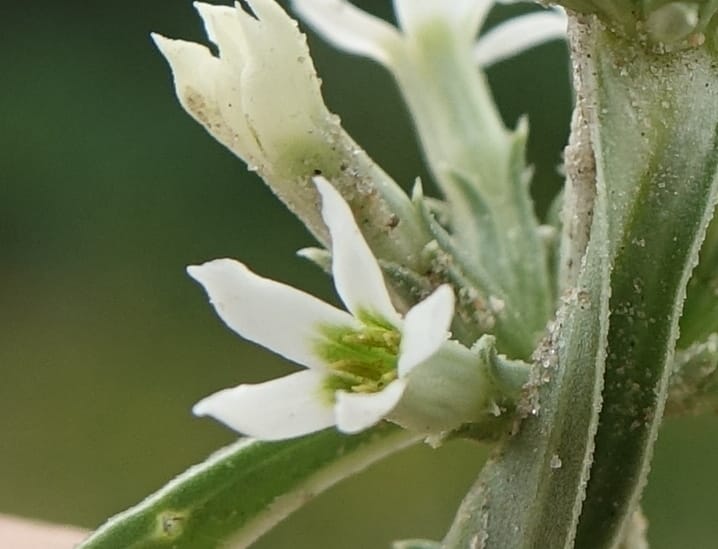 Enicostema axillare., L. Nanyeni 1275--Namibia. Hwy D2859. Odom 418. 30 March 2018. DSC04324 (182).JPG