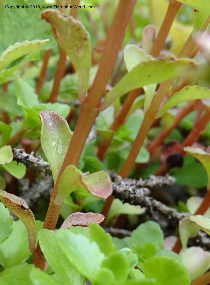 Sedum stoloniferum, Davidson, C 12504--Georgia (Caucasus). Koslitavi, branch of Merisi Gorge. 11 Jun 2014. DSC08456 (430).JPG