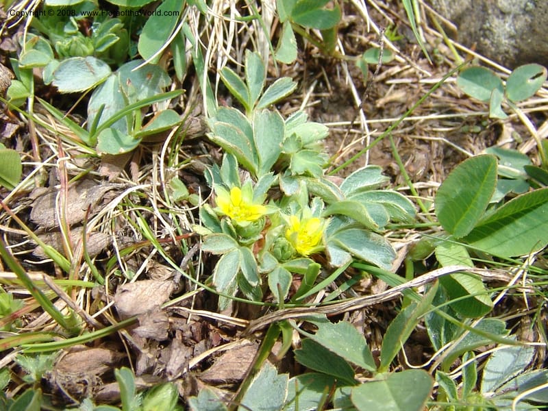 Sibbaldia semiglabra--Georgia. Vic. of Tskhrats'karo Pass. 7 Jun 05. 126.jpg