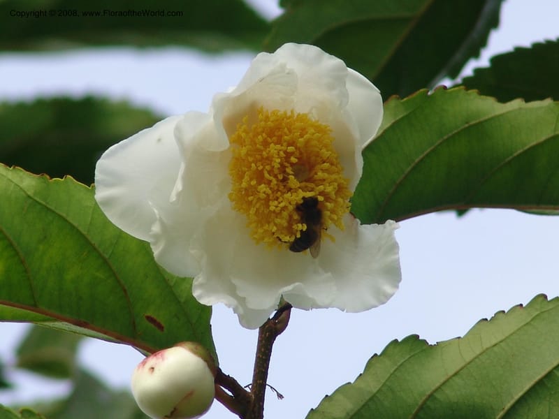 Oncoba spinosa--Kenya. Brooks Bond Tea Estate, Kericho. 10 Jul 04. 197.jpg