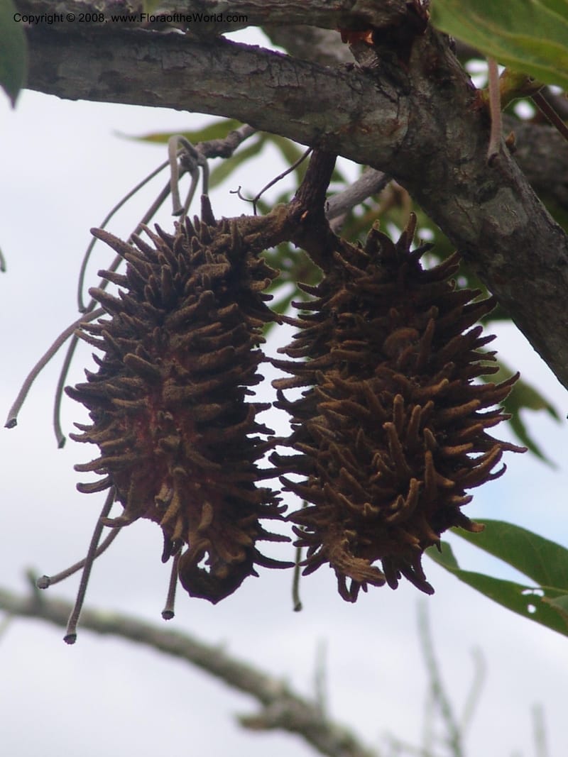 Sterculia murex--So. Africa. Mpumalanga. Karino. Whyte Thorne Garden. 19 Mch 05. 232.jpg