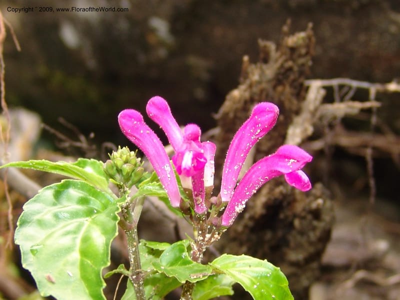 Scutellaria, DNeill15710--Ecuador. Prov. Zamora Ch. Rio Nangaritza ca Las Orquideas. 15 Sep 07. 050.jpg