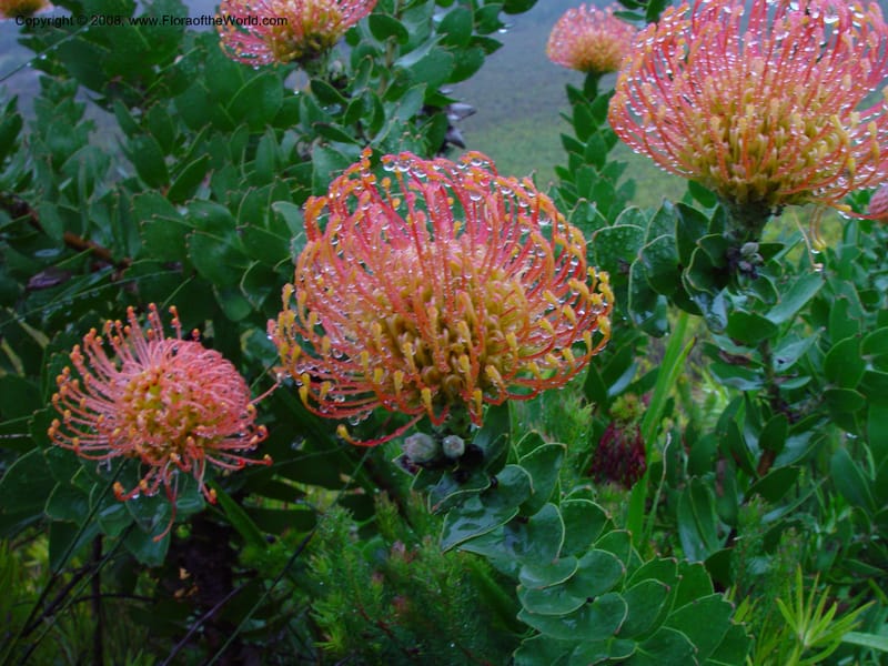 Leucospermum cordifolium--So. Africa. Fernkloof Nature Res. 22 Nov 02. 022.jpg