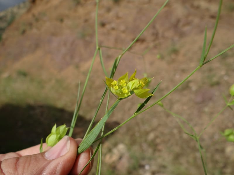 Bupleurum--Kurdistan. Tawailla. Stop 3. 22 May 2013. DSC04827 (24).JPG