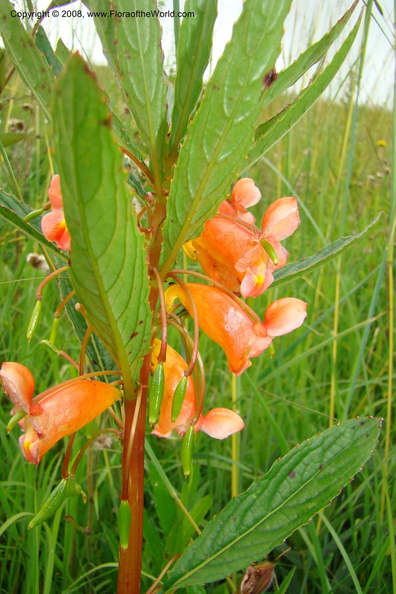 Impatiens cribbii, WKindeketa3028--Tanz. Makete Distr. Kitulo Nat. Pk. 25 Jan 08. 194.jpg