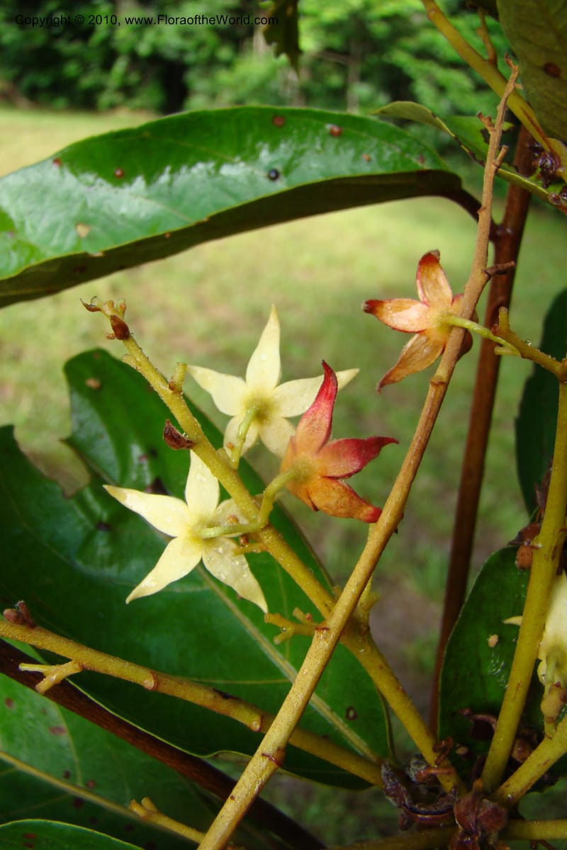 Sterculia villifera, Mori, 27339--French Guiana. Les Nouragues Station. 27 Oct 09. 054.jpg