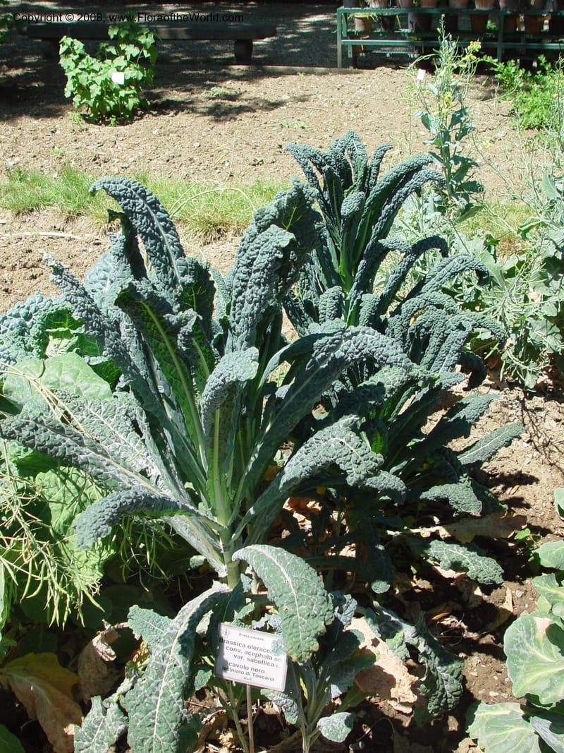 Brassica oleracea v. gemmifera--Italy. Tuscany. Univ. Firenze, Giard. dei Simplici, Florence. 22 May 03. 003.jpg
