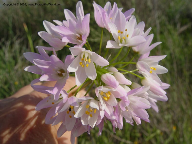 Allium roseum--Spain. Almeria Prv. Cantera de los Yesos, off AL140. 16 Apr 04. 153.jpg