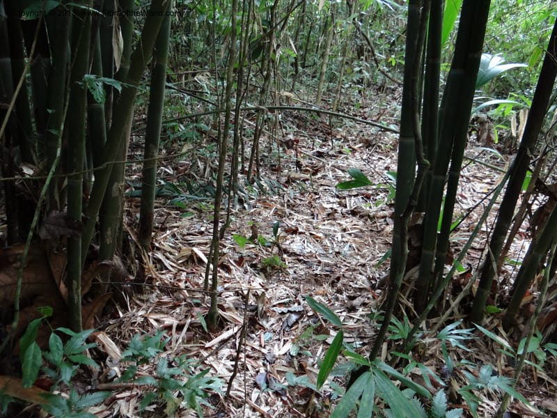 Habitat of Thismia. Thailand. Ranong. Klong Naka Wildlife Sanct. 14 Nov 2012. (302).JPG