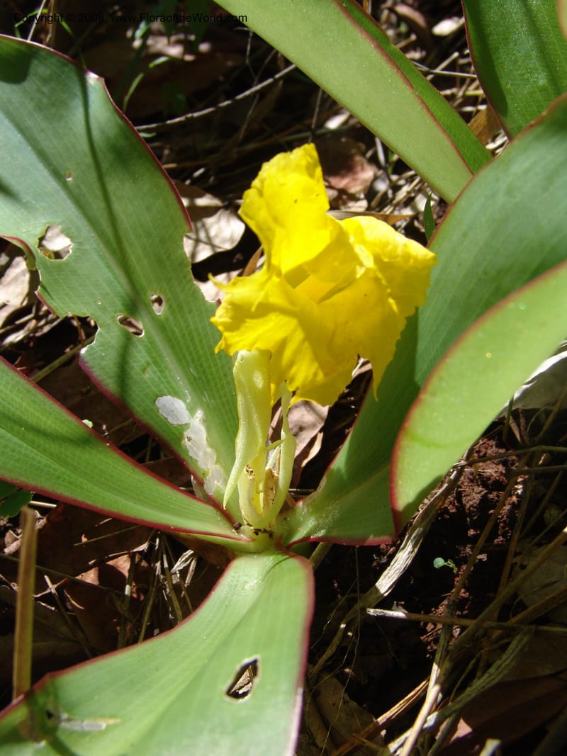 Costus, GSimon1492--Tanz. Ulanga Dist. Miombo. Ca. 10 km N of Mahenge. 18 Feb 06. 483.jpg