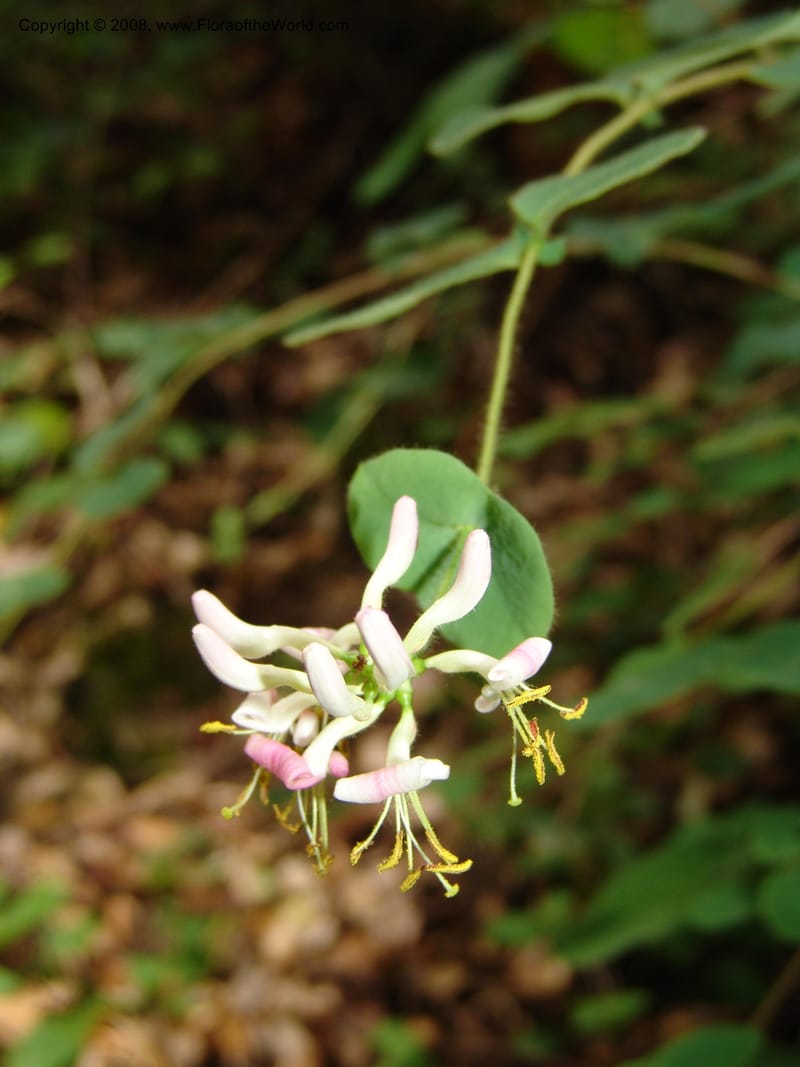 Lonicera hispidula v. vacillans, CDavidson11065--CA. Shasta Co. Lake Shasta. Waters Gulch Trail. 5 Jun 07. 189.jpg