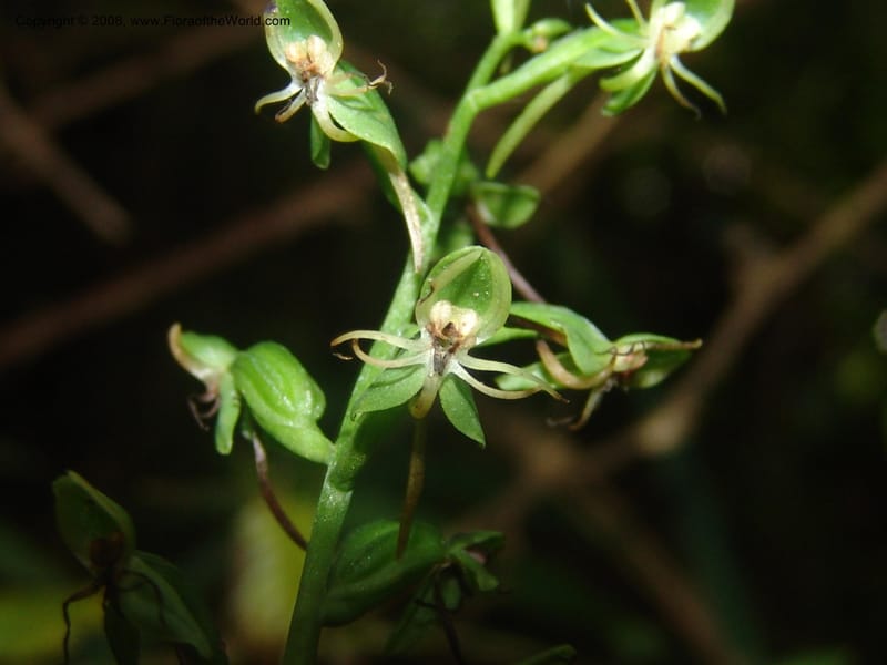 Habenaria malacophylla--So.Africa. Mpumal. Moodie Mts.  18 Mch 05. 455.jpg