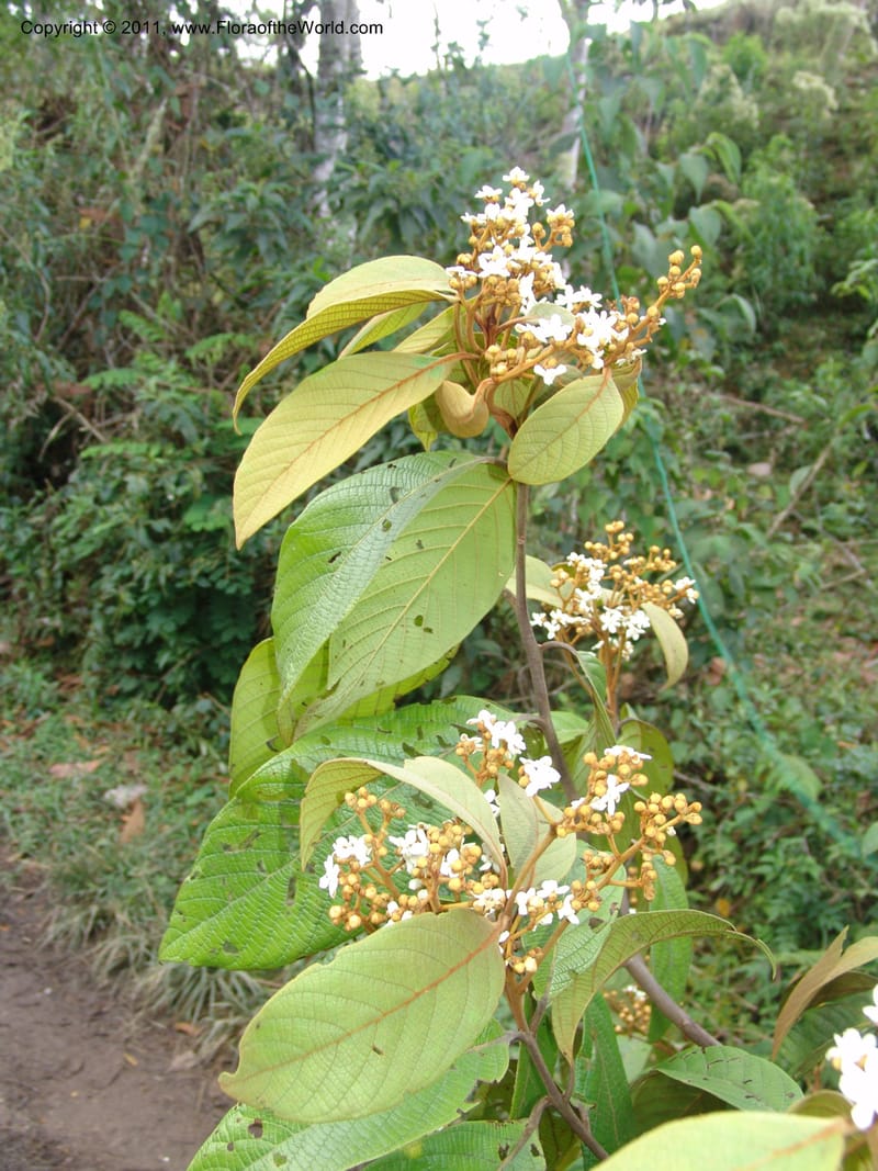 Nectandra, Vasquez31455--Peru. Prov. Oxa. Parq. Nac. Yanachaga Chemillen. 12 Oct 06. 068.jpg