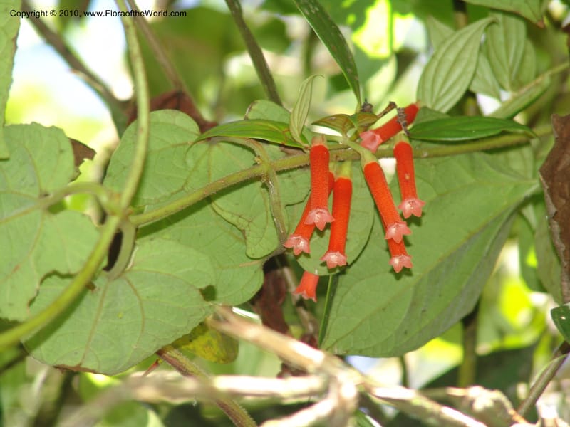 Macleania bullata, Croat 95821--Ecuador. Maquipucuna Biol. Res. Send. Princip. 12 Mar 06. 097.jpg