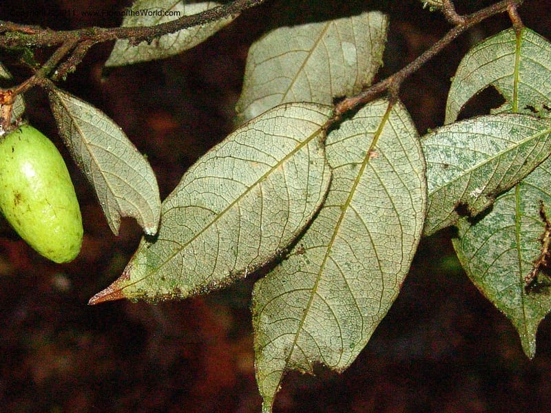 Couepia, RVasquez31559--Peru. Prov. Oxa. Estac. Paujil. Send. El Mirador. 16 Oct 06. 454.jpg