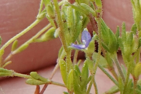 Veronica arvensis, C. Davidson 13751--Oregon. Wallowa Co. Zumwalt.Trail Cr. Rd. 4 Jun 2018. DSC04078 (70).JPG
