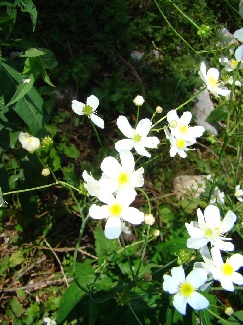Ranunculus aconitifolius, CDavidson11256--Slovenia. Gorenska Reg. Velika Planina. 6 Jul 08. 173.jpg