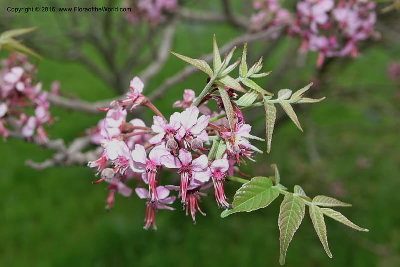 Ungnadia speciosa, Davidson, C 13072--Texas. Galveston. 18 Mar 2016. DSC00038 (61).JPG