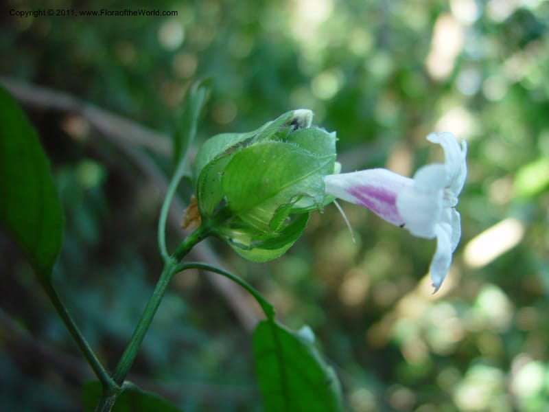 Ruellia, Martinez Camilo772--MX. Chiapas. Mpo.S.Fernando. Cerro la Marimba. 19 Mch 03. 071.jpg