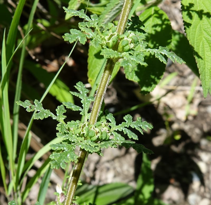 Pedicularis pseudomelampyriflora, C. Davidson 13757--China. Sichuan. Yibailingba-gou. 12 Aug 2017. DSC04660 (588).JPG