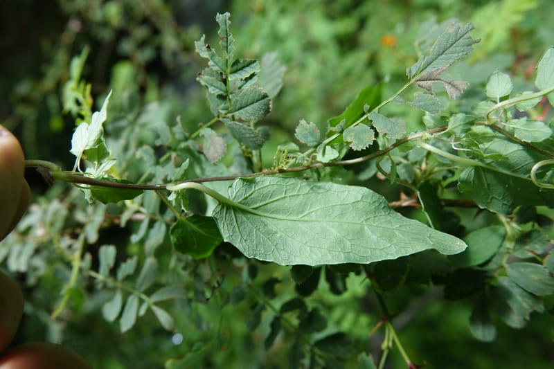 Codonopsis, C. Davidson 13768--China. Sichuan. Yibailingba-gou. 12 Aug 2017. DSC04660 (91).JPG