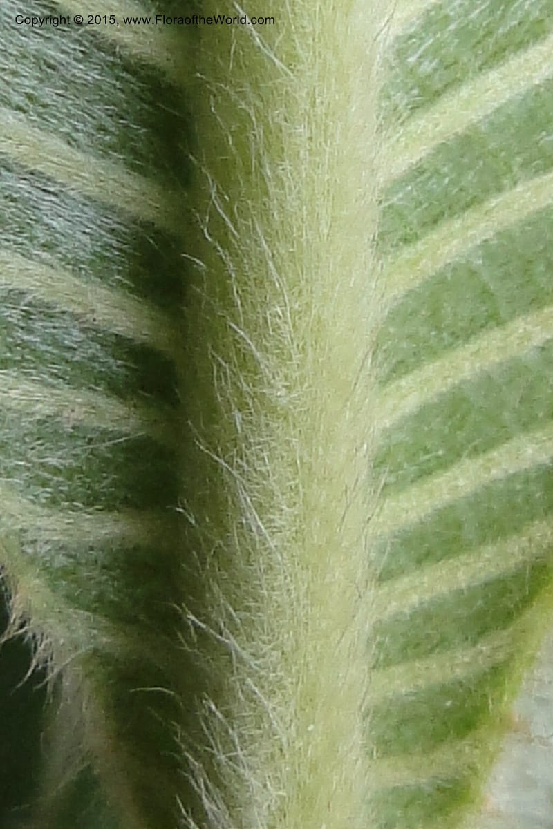 Dillenia hookeri, Regalado 1957--Viet Nam. Forest Block 19. 15 May 2011. 033 (2).jpg