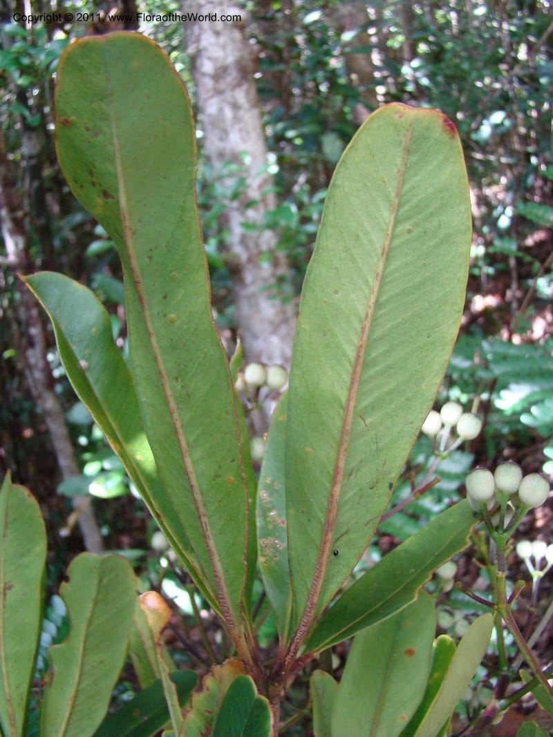 Plerandra baillonii,  Lowry, P. P 6889--New Caledonia, Prov N, Col d'Amoss,  14 Nov 2007, DSC06665 (5).jpg