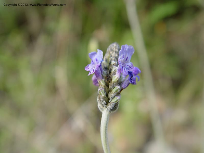 Lavandula multifida--Spain. Andalucia. E of Orgiva. Barranco de los Lobos.  (158).jpg